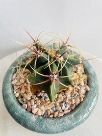 Ferocactus histrix | Eli Ceramic Pot – Eucalyptus Mist