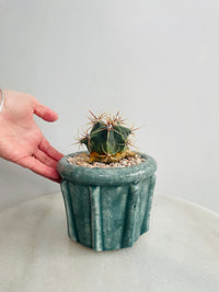 Ferocactus histrix | Eli Ceramic Pot – Eucalyptus Mist