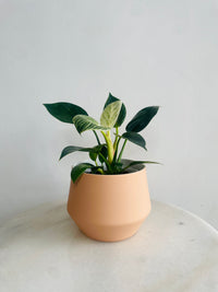 Philodendron ‘Birkin’ | Samso Planter Small