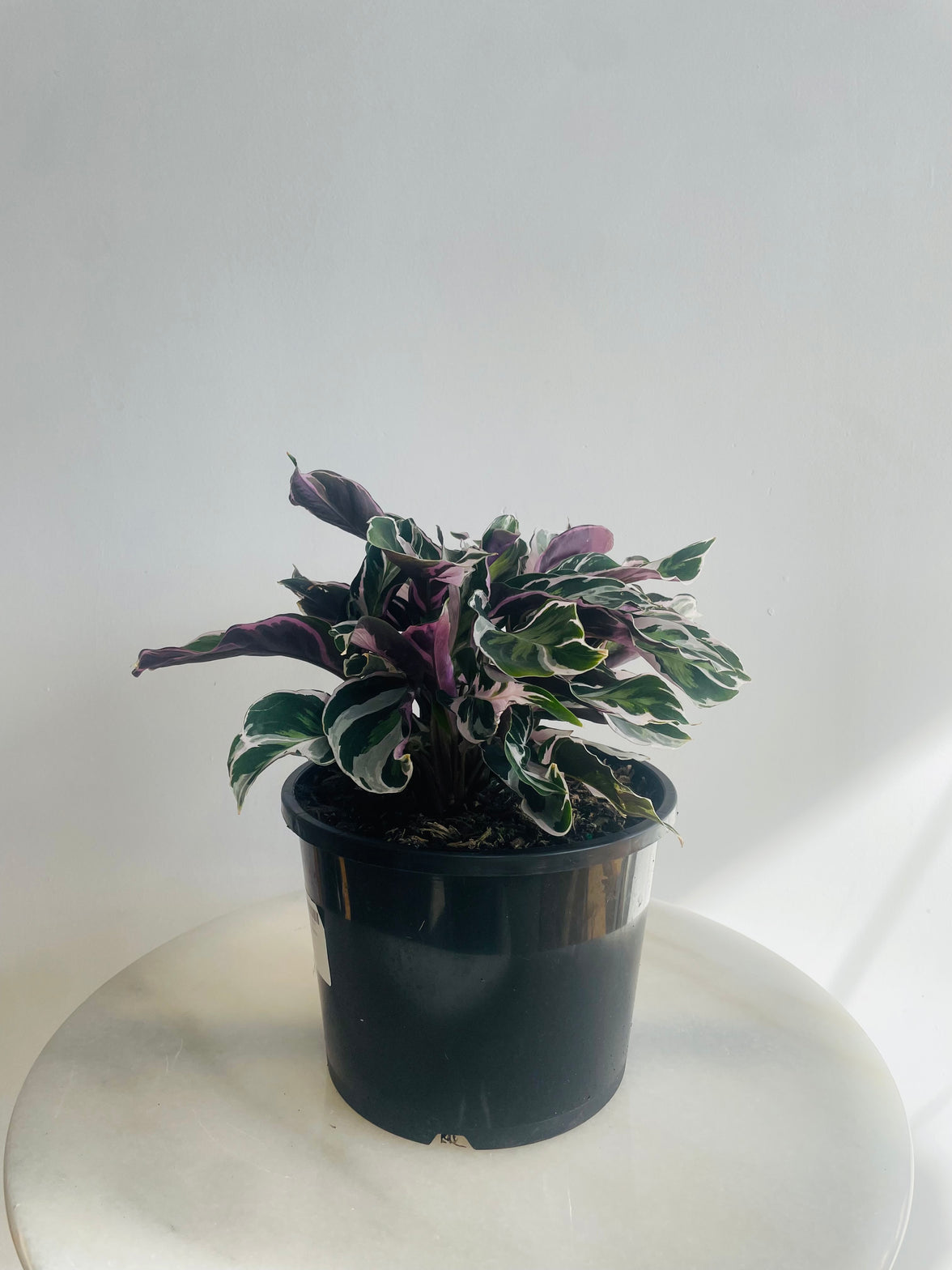 White Fusion | Calathea lietzei | 200mm Nursery Pot