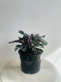 White Fusion | Calathea lietzei | 200mm Nursery Pot