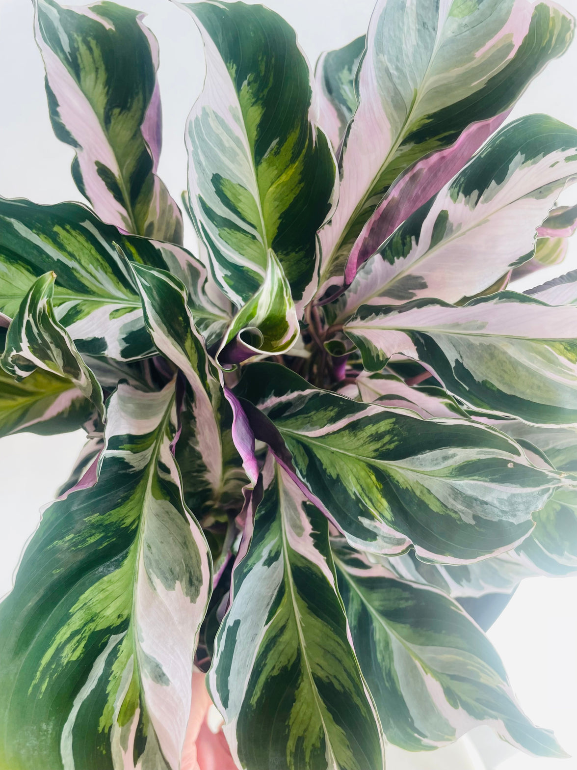 White Fusion | Calathea lietzei | 200mm Nursery Pot