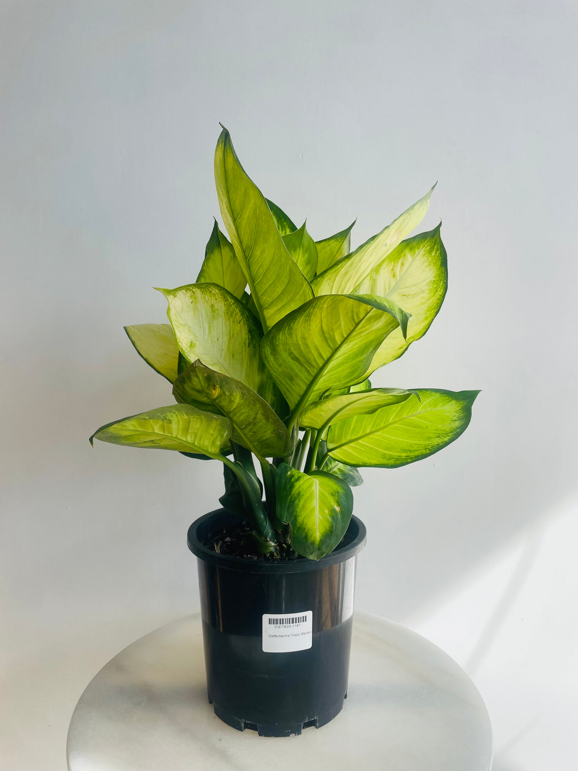 Tropic Marine Dumb Cane | Dieffenbachia seguine | 200mm Nursery Pot
