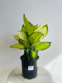 Tropic Marine Dumb Cane | Dieffenbachia seguine | 200mm Nursery Pot