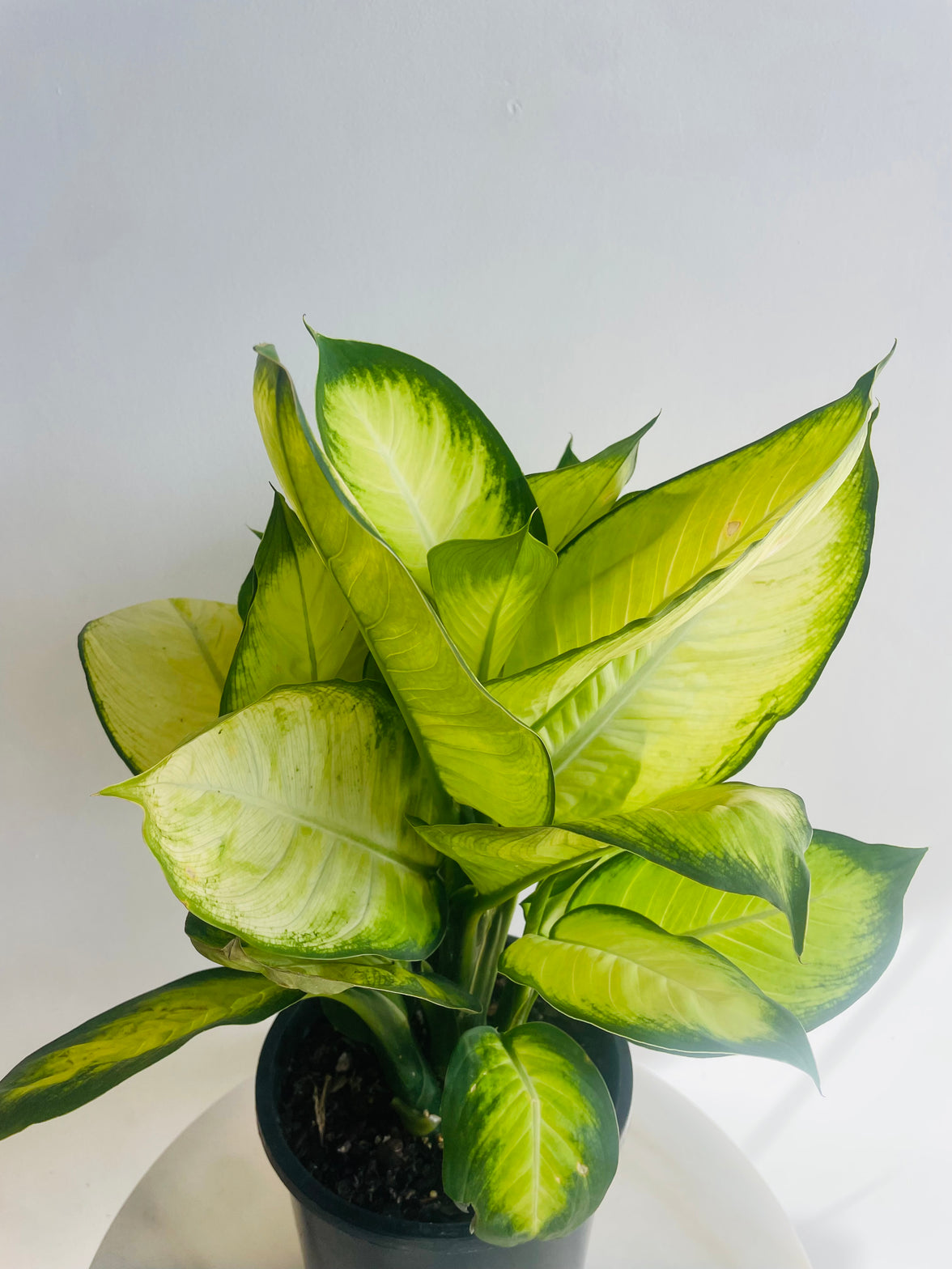 Tropic Marine Dumb Cane | Dieffenbachia seguine | 200mm Nursery Pot