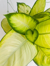 Tropic Marine Dumb Cane | Dieffenbachia seguine | 200mm Nursery Pot