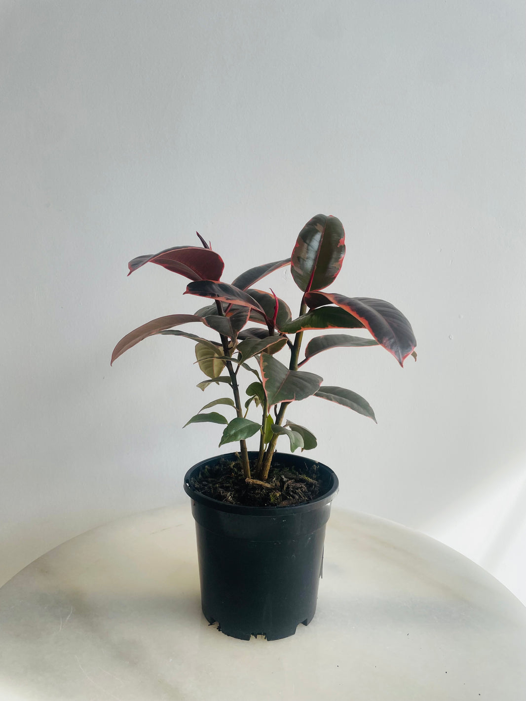 Ruby Rubber Plant | Ficus elastica | 130mm Nursery Pot