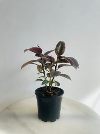 Ruby Rubber Plant | Ficus elastica | 130mm Nursery Pot