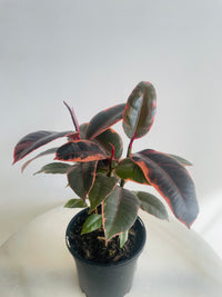 Ruby Rubber Plant | Ficus elastica | 130mm Nursery Pot