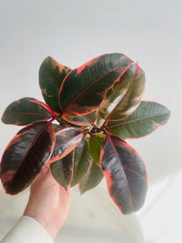 Ruby Rubber Plant | Ficus elastica | 130mm Nursery Pot