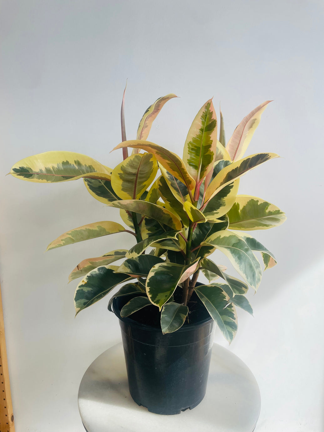 Tineke Rubber Plant | Ficus elastica | 250mm Nursery Pot