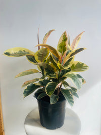 Tineke Rubber Plant | Ficus elastica | 250mm Nursery Pot