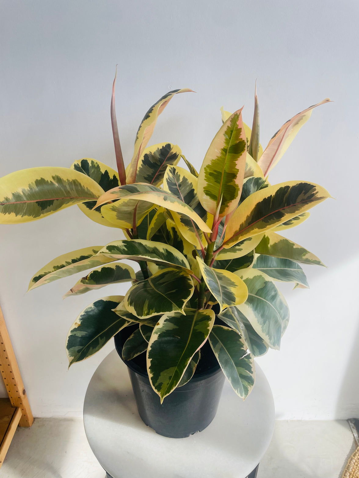 Tineke Rubber Plant | Ficus elastica | 250mm Nursery Pot