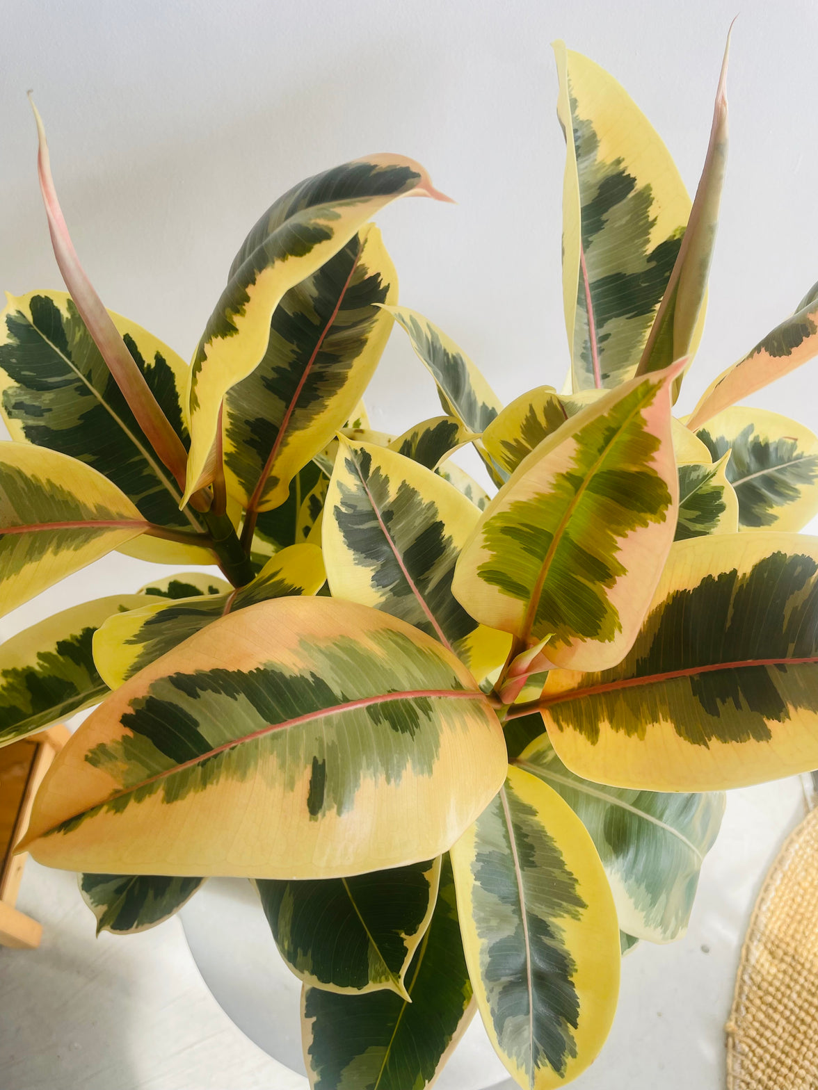Tineke Rubber Plant | Ficus elastica | 250mm Nursery Pot
