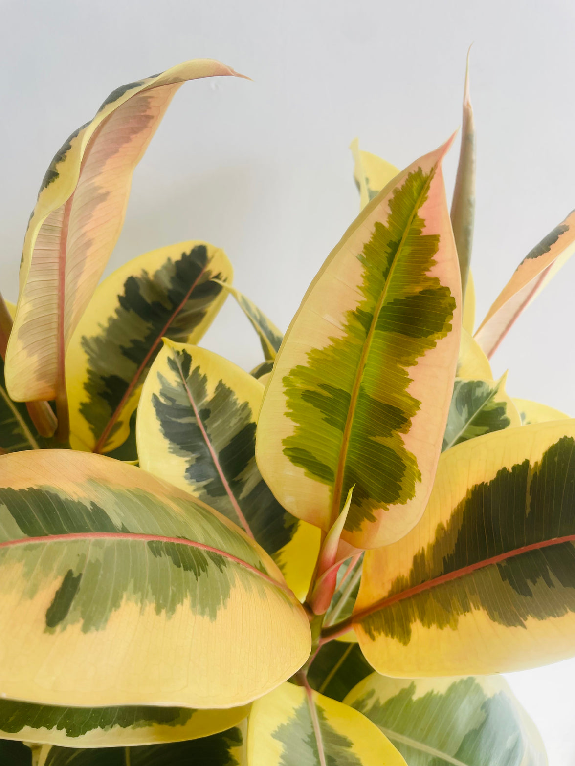 Tineke Rubber Plant | Ficus elastica | 250mm Nursery Pot