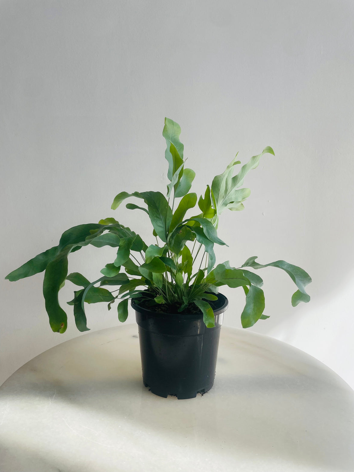 Blue Star Fern | Phlebodium aureum | 130mm Nursery Pot
