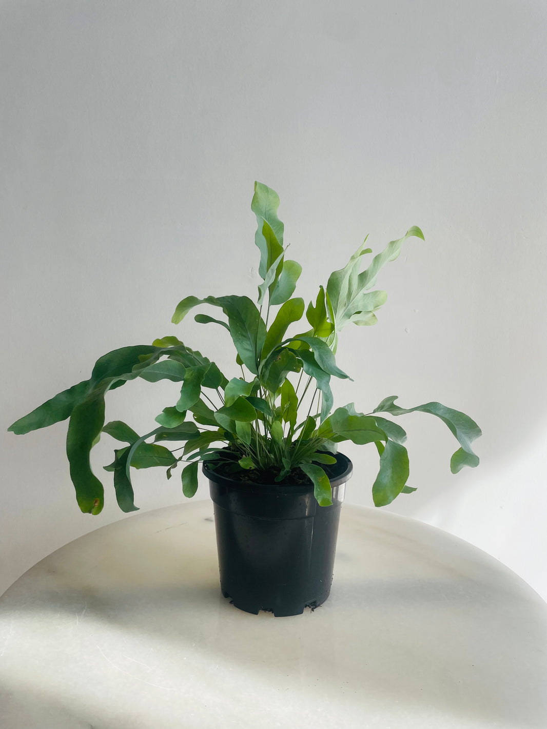 Blue Star Fern | Phlebodium aureum | 130mm Nursery Pot