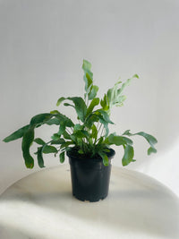 Blue Star Fern | Phlebodium aureum | 130mm Nursery Pot