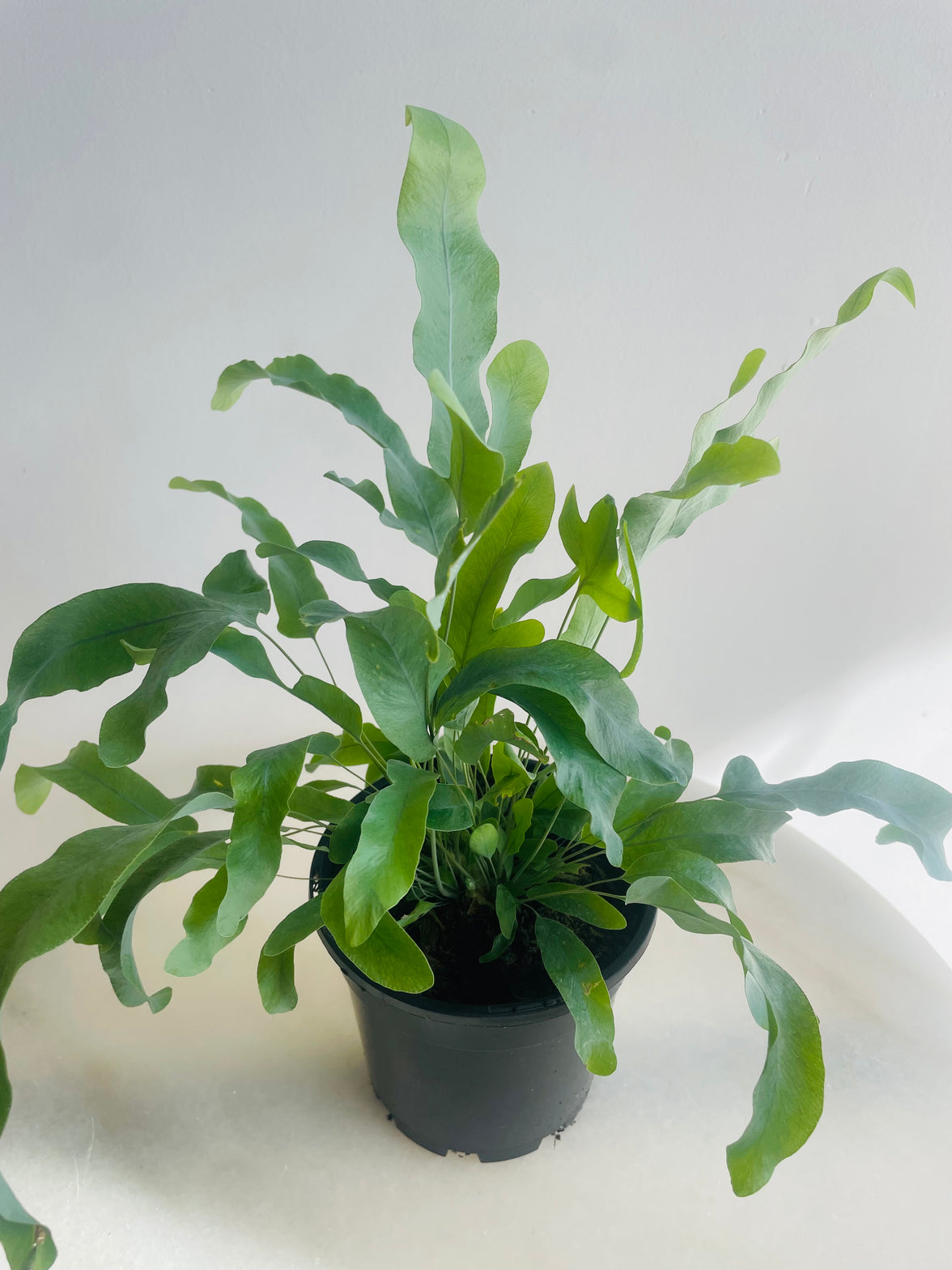 Blue Star Fern | Phlebodium aureum | 130mm Nursery Pot