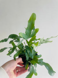 Blue Star Fern | Phlebodium aureum | 130mm Nursery Pot