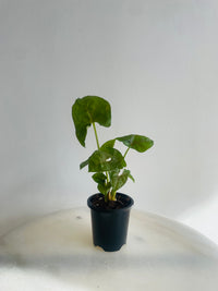 Berry Arrowhead Vine | Syngonium podophyllum | 90mm Nursery Pot
