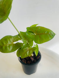 Berry Arrowhead Vine | Syngonium podophyllum | 90mm Nursery Pot