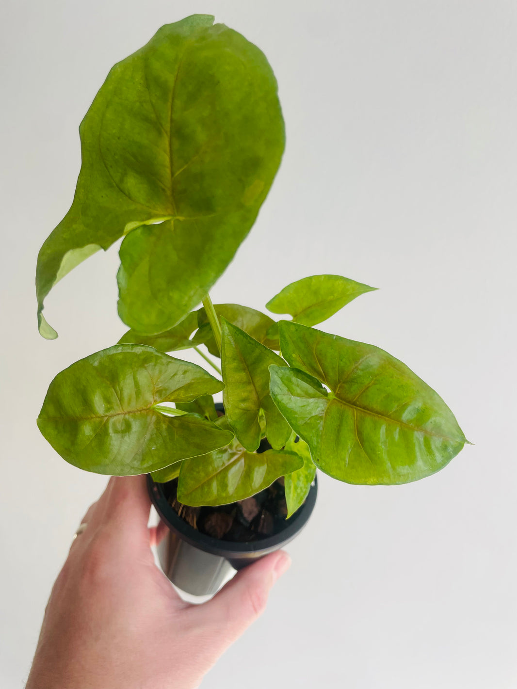 Berry Arrowhead Vine | Syngonium podophyllum | 90mm Nursery Pot