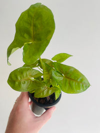 Berry Arrowhead Vine | Syngonium podophyllum | 90mm Nursery Pot