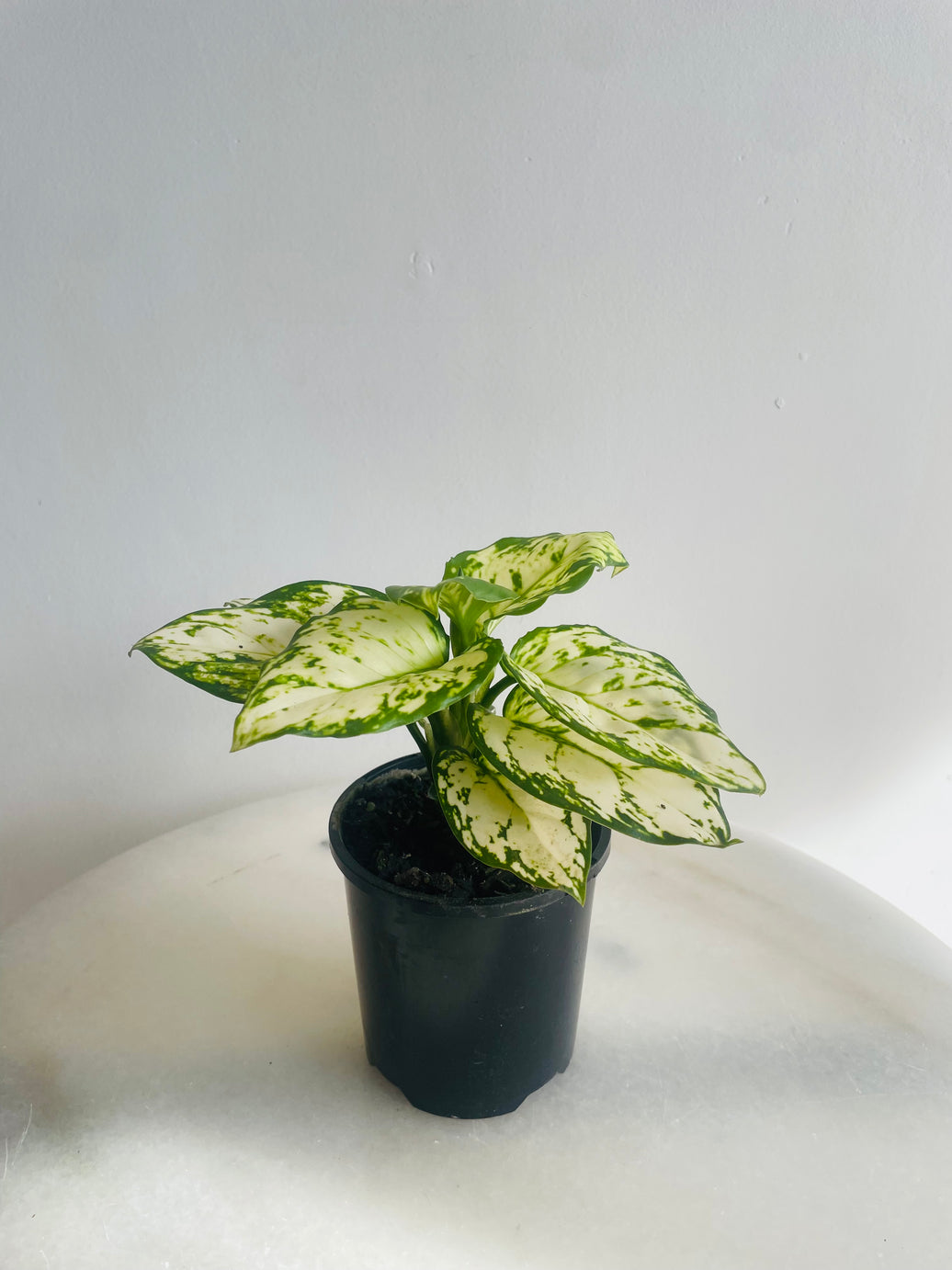 Snow White | Aglaonema sp. | 100mm Nursery Pot