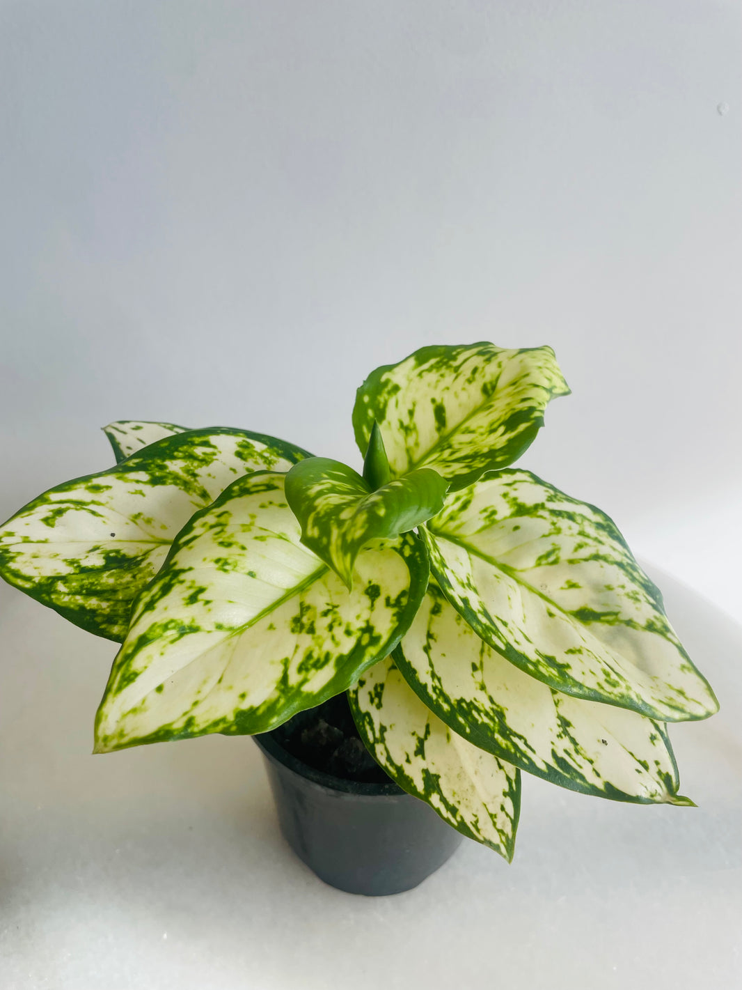 Snow White | Aglaonema sp. | 100mm Nursery Pot