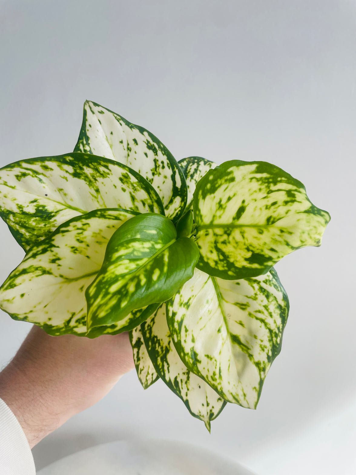 Snow White | Aglaonema sp. | 100mm Nursery Pot