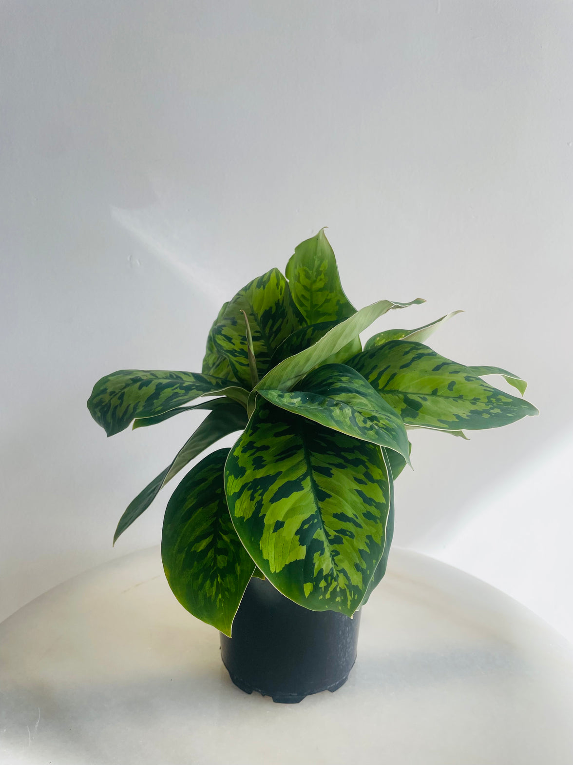 Camouflage Plant | Homalomena wallisii | 125mm Nursery Pot