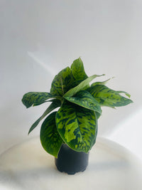 Camouflage Plant | Homalomena wallisii | 125mm Nursery Pot