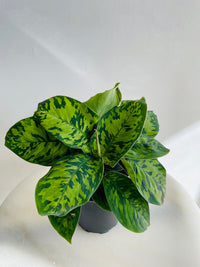 Camouflage Plant | Homalomena wallisii | 125mm Nursery Pot