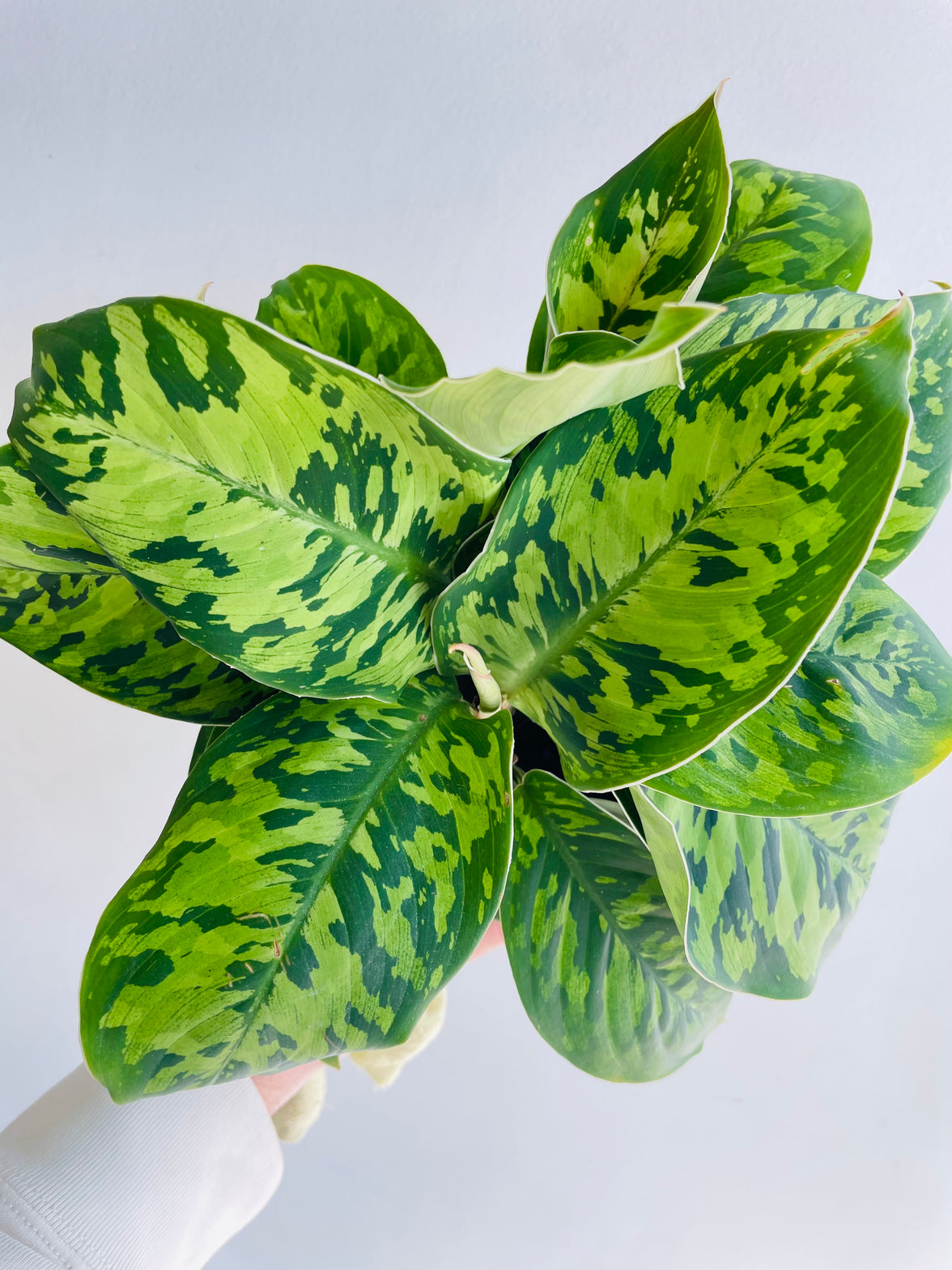 Camouflage Plant | Homalomena wallisii | 125mm Nursery Pot