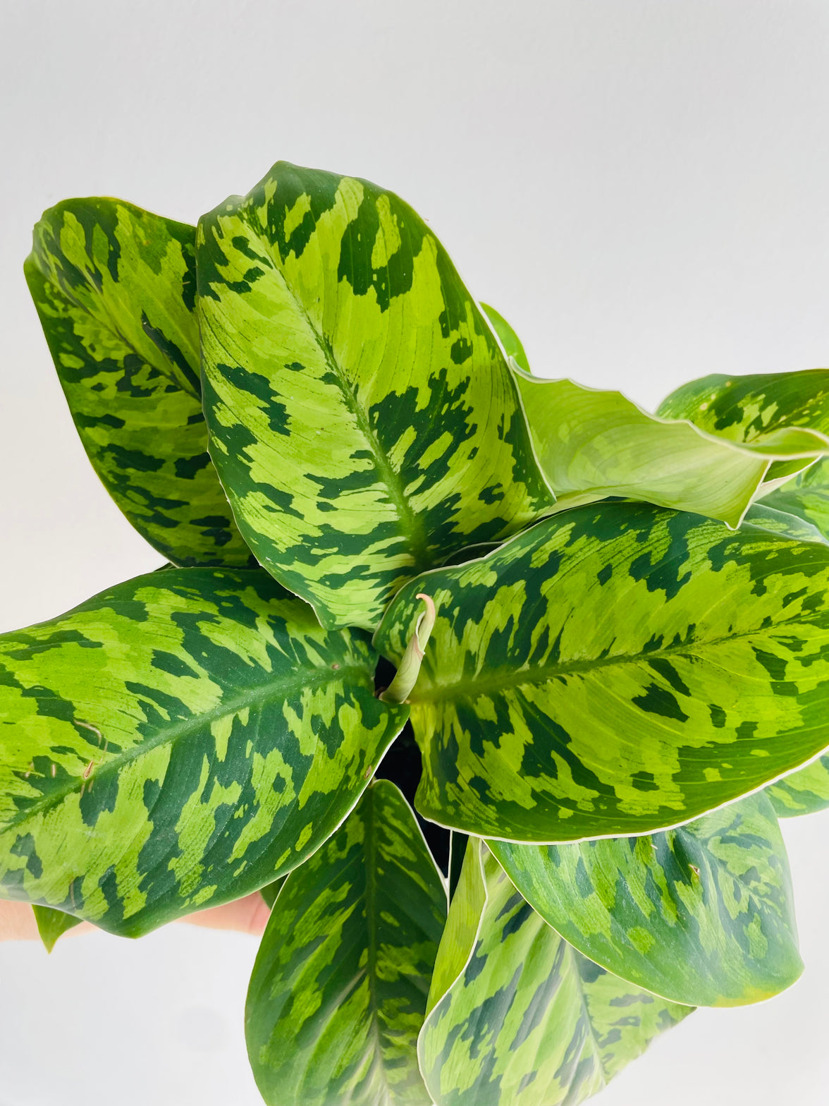 Camouflage Plant | Homalomena wallisii | 125mm Nursery Pot