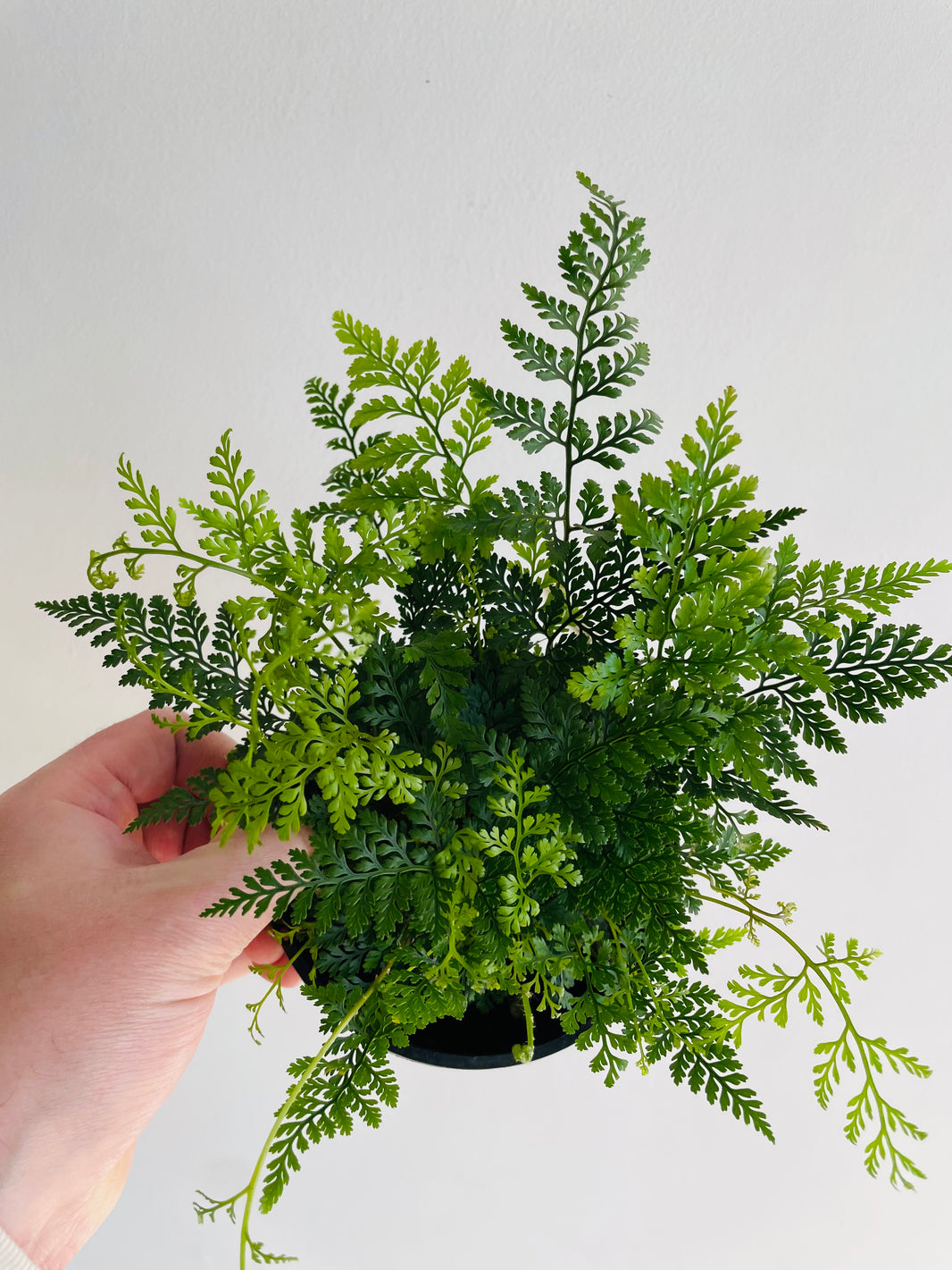Hare’s Foot Fern | Davallia fejeensis | 125mm Nursery Pot