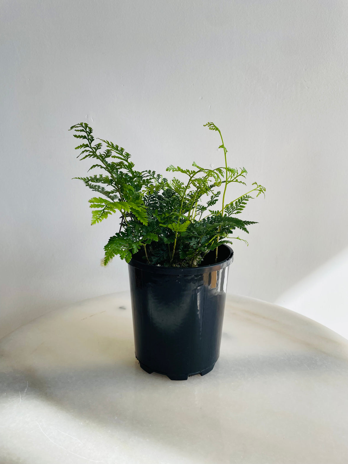 Hare’s Foot Fern | Davallia fejeensis | 125mm Nursery Pot