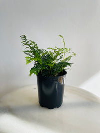 Hare’s Foot Fern | Davallia fejeensis | 125mm Nursery Pot