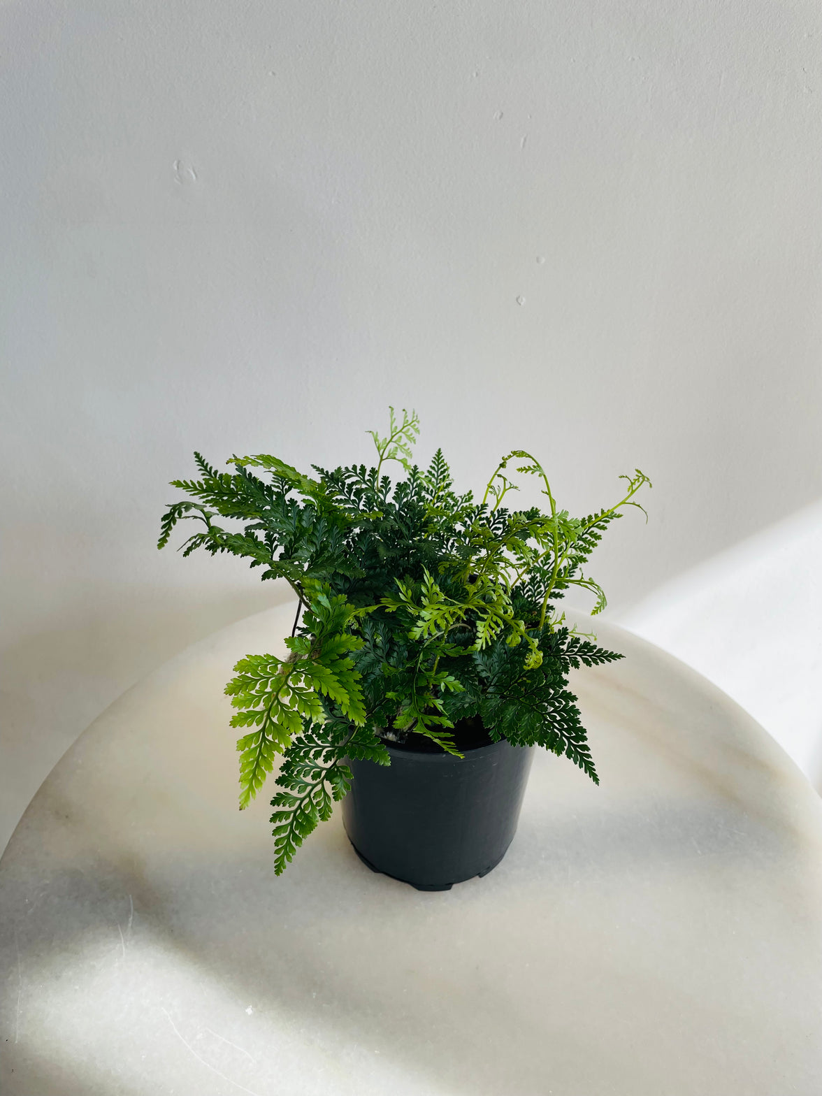 Hare’s Foot Fern | Davallia fejeensis | 125mm Nursery Pot