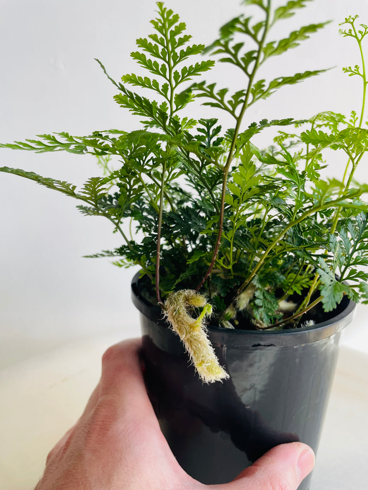 Hare’s Foot Fern | Davallia fejeensis | 125mm Nursery Pot