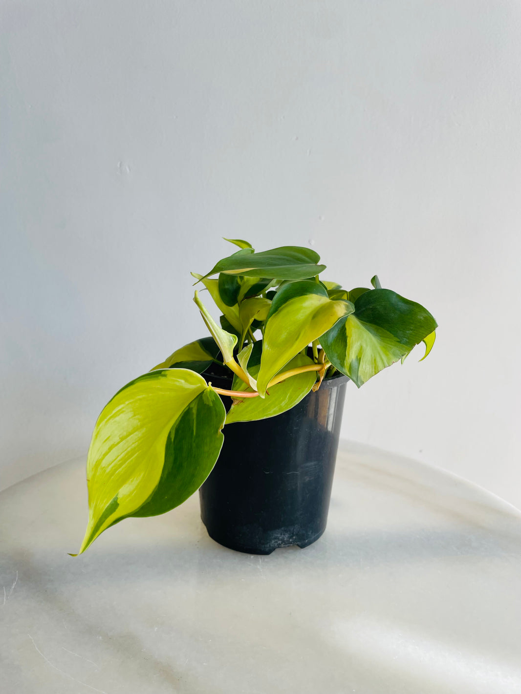Brasil Heartleaf | Philodendron hederaceum | 125mm Nursery Pot