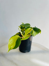 Brasil Heartleaf | Philodendron hederaceum | 125mm Nursery Pot