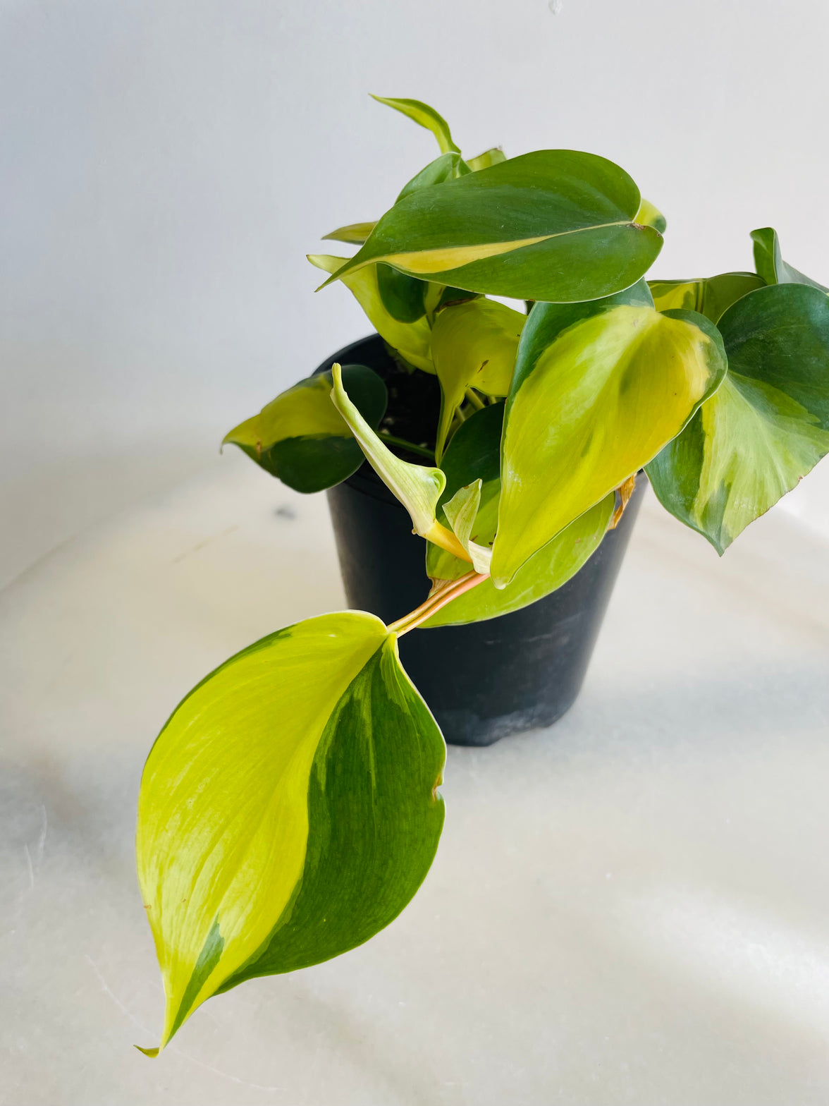 Brasil Heartleaf | Philodendron hederaceum | 125mm Nursery Pot