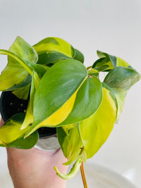 Brasil Heartleaf | Philodendron hederaceum | 125mm Nursery Pot