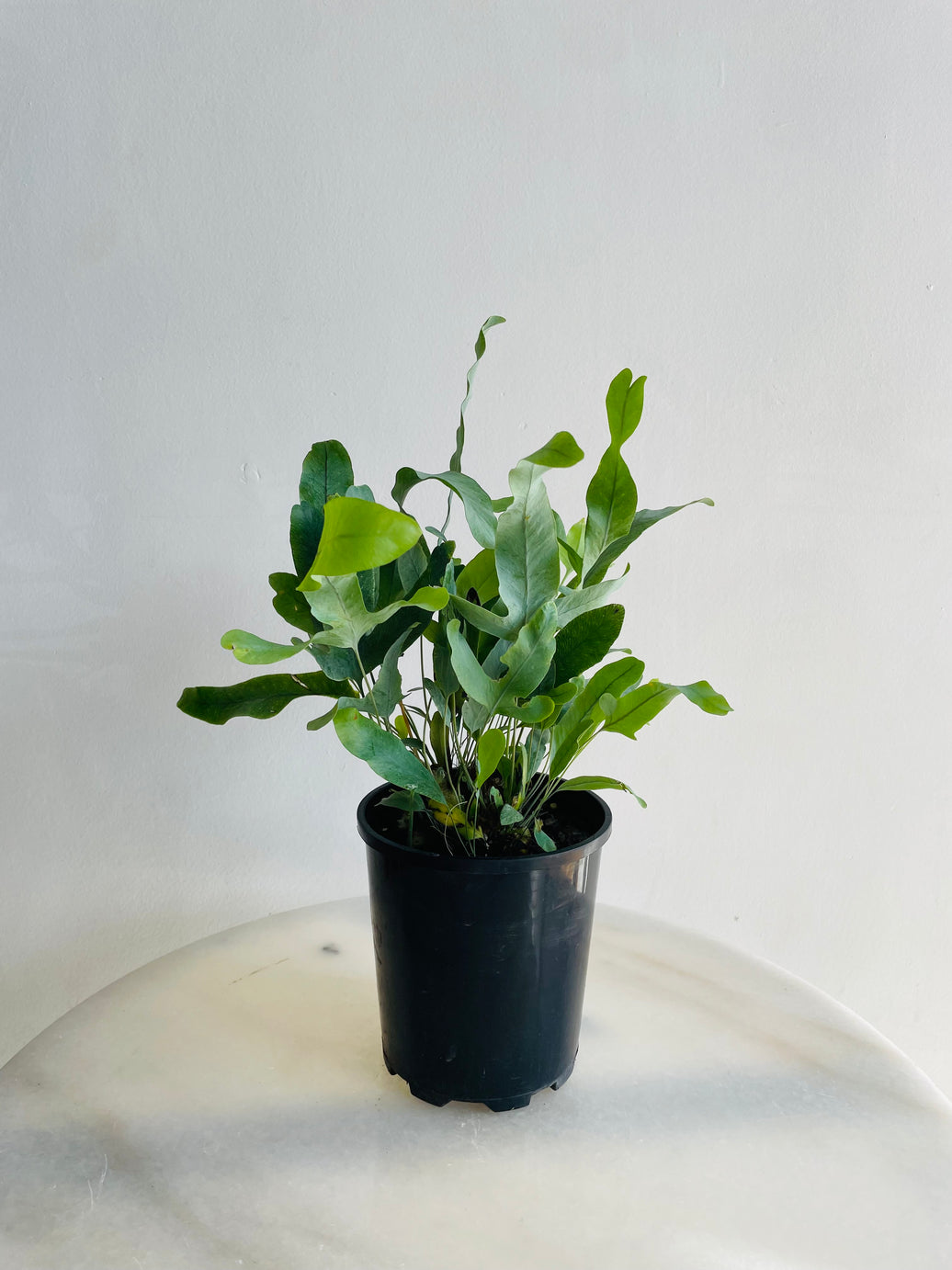 Blue Star Fern | Phlebodium aureum | 125mm Nursery Pot
