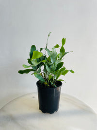 Blue Star Fern | Phlebodium aureum | 125mm Nursery Pot