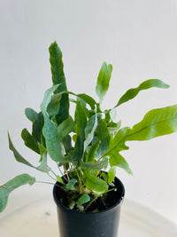 Blue Star Fern | Phlebodium aureum | 125mm Nursery Pot