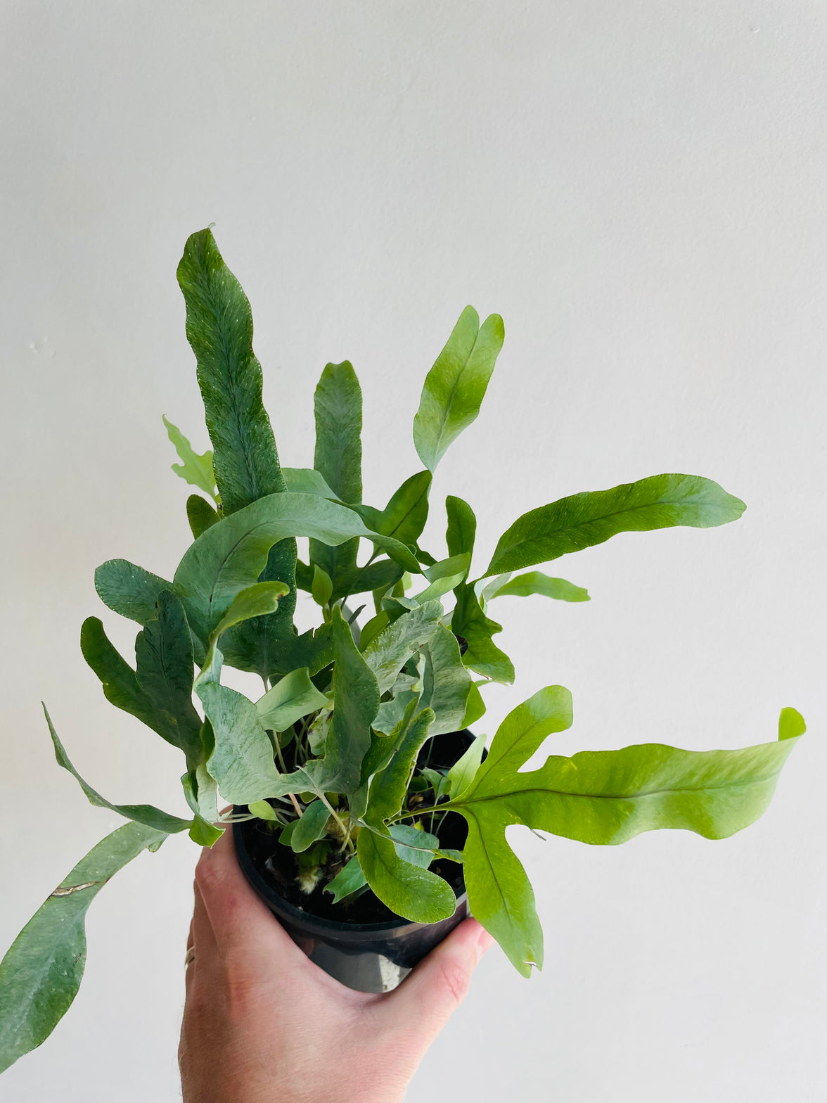 Blue Star Fern | Phlebodium aureum | 125mm Nursery Pot