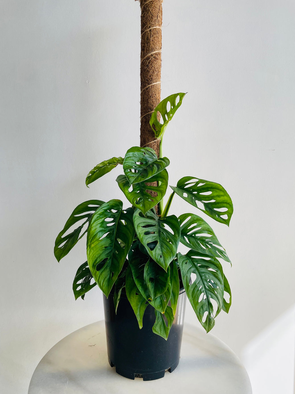 Monkey Mask Totem | Monstera adansonii | 200mm Nursery Pot